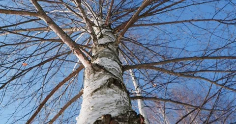 Birch from below 2 Video stock 172473778
