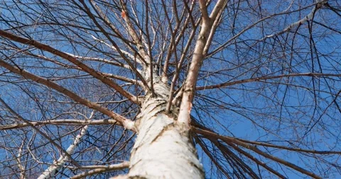 Birch from below Video stock 172473806