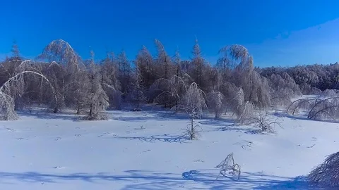 Birch bent the branches to the ground Stock Footage 85832751