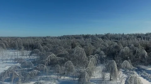Birch bent down to the ground Stock Footage 85829240