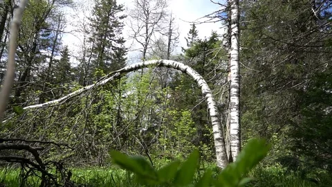 Birch bent in the forest Stock Footage 91381723