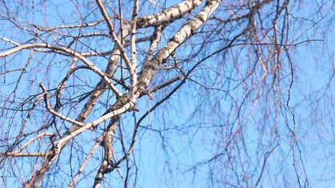 Birch (Betula). Interlacing bare light branches of a tree with characteristic Stock Photos