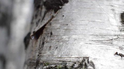 Birch Birch Sap Drips Stock Footage 62416659