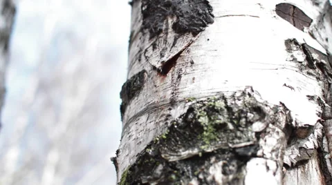 Birch Birch Sap Drips Stock Footage 62417541
