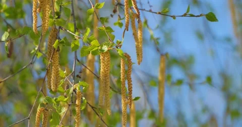 Birch blooming Stock Footage 160503539