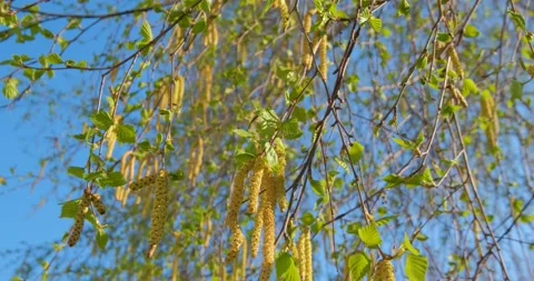 Birch blooming Stock Footage 160503573