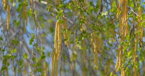 Birch blooming Stock Footage 160503643