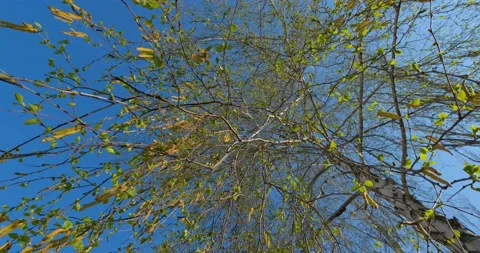 Birch blooming Stock Footage 160503688