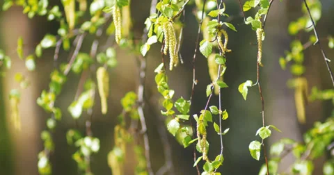 Birch blossom Stock Footage 38845678