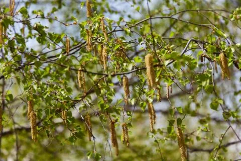 The birch blossoms Stock Photos