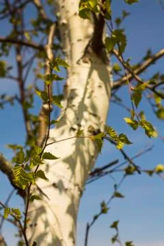 Birch on a blus sky background Stock Photos