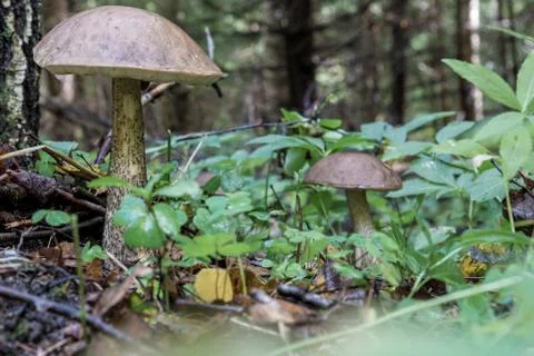 Birch bolete in close-up Foto stock