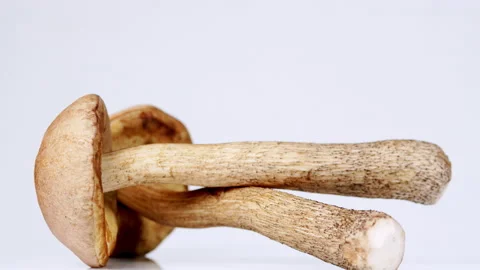 Birch bolete isolated on white background. Functional, beautiful, creative. Video stock 172371247