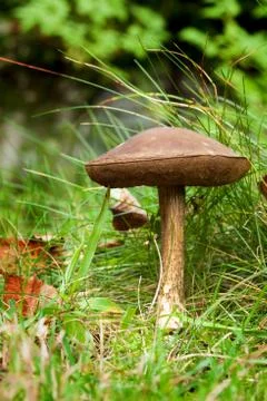 Birch bolete Stock Photos