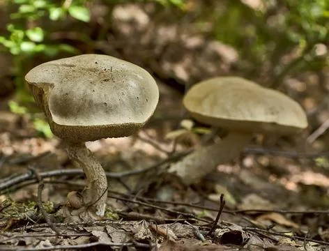 Birch Boletes Foto stock