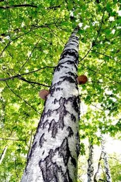 Birch from bottom to top Stock Photos