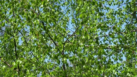 Birch branch against the sky in the wind. Spring landscape. Russia. Stock Footage 130466813