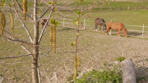 Birch branch and aglets, grazing horses in paddock at spring Stock Footage 107931849