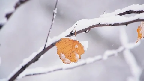 Birch branch and dry leaf under snow moved by wind Stock Footage 103010361