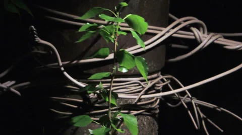 Birch branch on a background of post Video stock 38035699