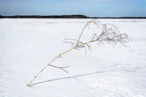 Birch branch on the background of snow. Stock Photos