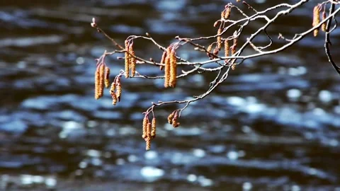 A birch branch on the background of a wild river. Strong wind on a wild river. Stock Footage 185752271