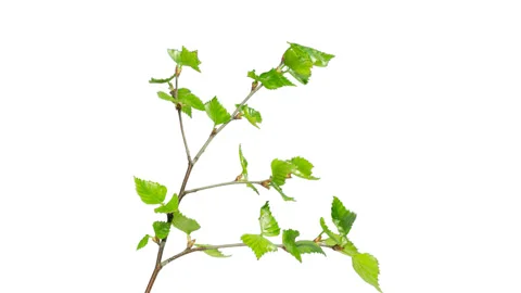 Birch branch blooming. 4k time lapse Stock Footage 90352819