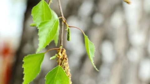 Birch branch with buds 스톡 동영상 165830655