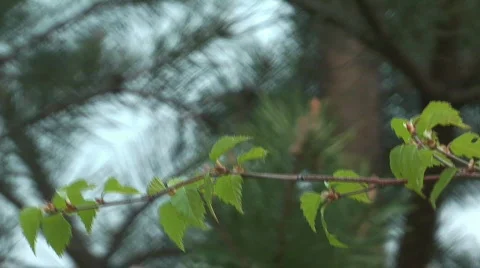Birch branch. Stock Footage 710855