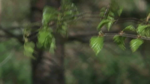 Birch branch. Stock Footage 714004