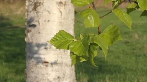 Birch branch Stock Footage 7130705