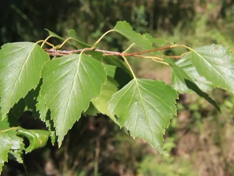 Birch branch Stock Footage 41564498
