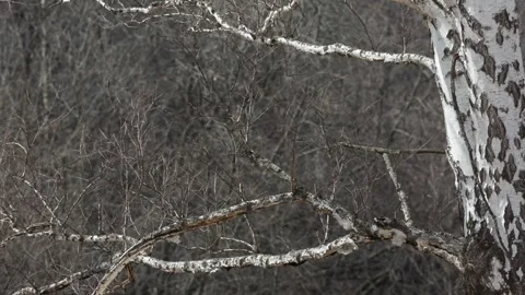 Birch branch Stock Footage 296103401