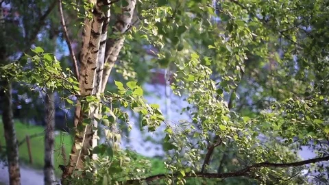 Birch branch with green natural leaves in the background of the city Stock Footage