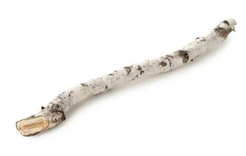 Birch branch isolated Stock Photos