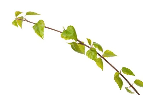 Birch branch isolated on white background Stock Photos