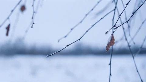 Birch branch with leave in snow Stock Footage 71471595