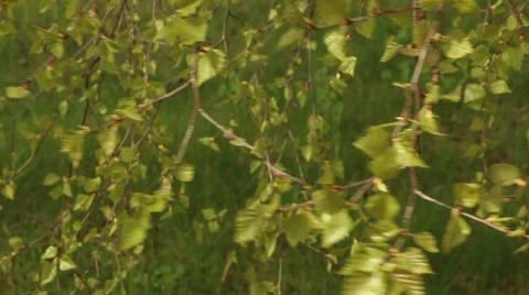 Birch branch with leaves in spring moving in wind nature footage Video stock 50967973