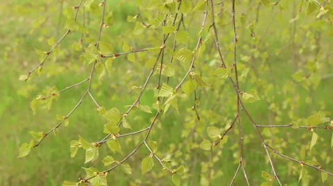Birch branch with leaves in spring moving in wind nature footage Stock Footage 50968162