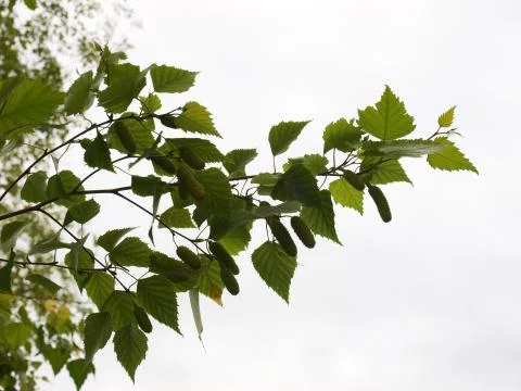 Birch branch Stock Photos
