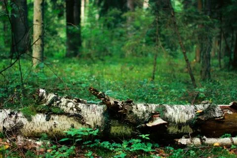Birch branch  Stockfoto's