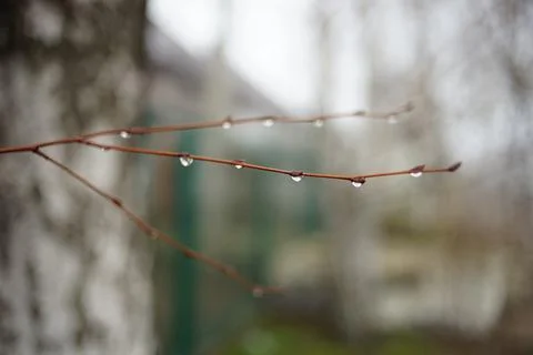 Birch branch with rain drops cloudy weather. Photos