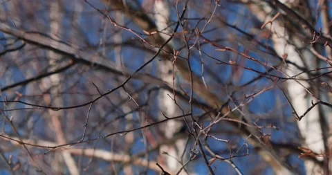 Birch branch in spring without leaves Video stock 172473785