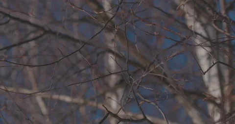 Birch branch in spring without leaves canon log 3 Video stock 172473973