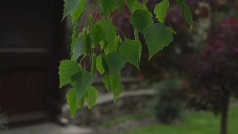 Birch branch swaying in the wind Stock Footage 245257435
