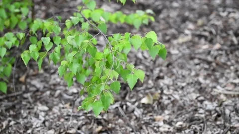 A birch branch sways in the wind. Close-up of birch leaves. Blurred background. Stock Footage 130563891