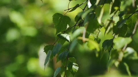 Birch branch sways in the wind Stock Footage 64152282