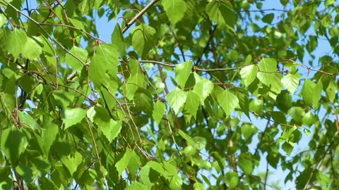 Birch branch sways in the wind. Stock Footage 108572703