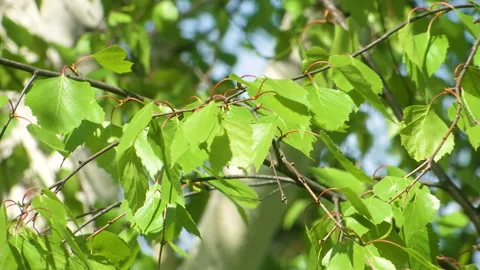 Birch branch sways in the wind. Stock Footage 108572928