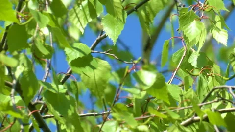 Birch branch sways in the wind. Stock Footage 108573226